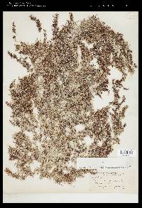 Sargassum cymosum image