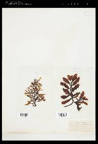 Sargassum echinocarpum image