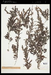 Sargassum filipendula image