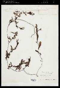 Sargassum henslowianum image