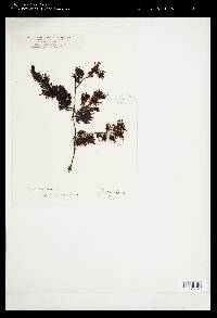 Sargassum incisifolium image