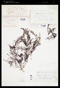 Sargassum pallidum image
