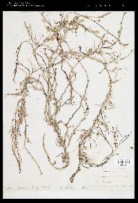 Sargassum patens image