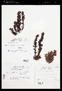 Sargassum cymosum image