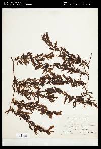 Sargassum sinicola image