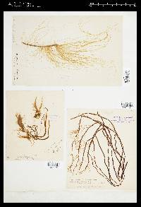 Scytosiphon lomentaria image