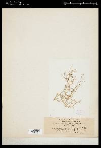 Stictyosiphon adriaticus image