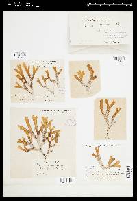 Stoechospermum polypodioides image