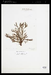 Halopteris paniculata image