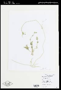 Chara longifolia image