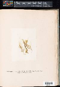 Draparnaldia plumosa var. pulchella image