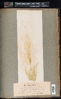 Cladophora globulina image