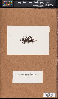 Corycus lanceolatus image