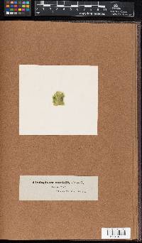Cladophora uncialis image