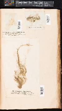Cladophora oligoclona image