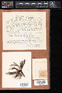 Batrachospermum puiggarianum image