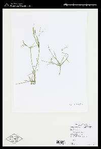 Nitellopsis obtusa image