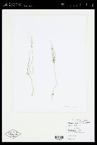 Nitellopsis obtusa image