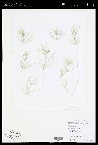 Nitellopsis obtusa image