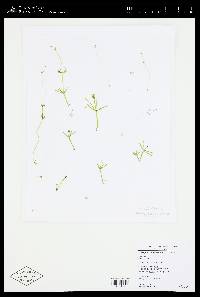 Nitellopsis obtusa image