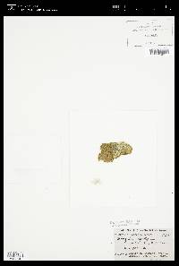Oedogonium capilliforme image