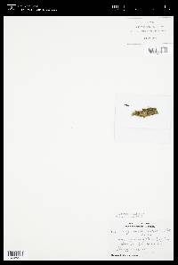 Oedogonium landsboroughii image
