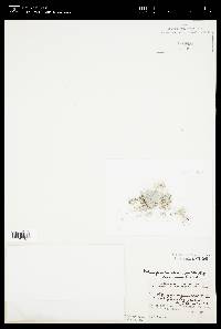 Palmogloea protuberans image