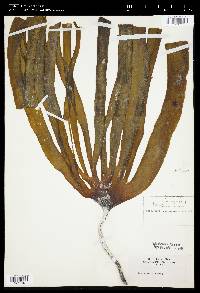 Laminaria digitata image