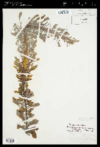 Geminocarpus geminatus image