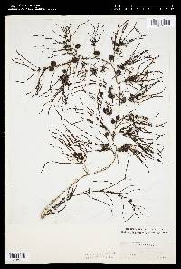 Sargassum dentifolium image