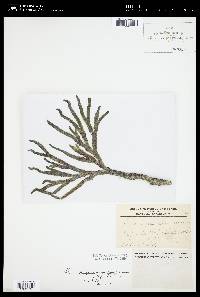 Codium fragile subsp. californicum image
