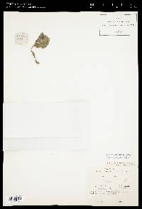 Navicula lanceolata image
