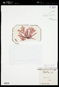 Nitophyllum laceratum image