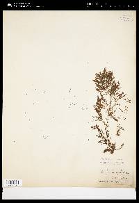 Sargassum asperifolium image