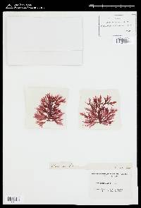 Delesseria alata image