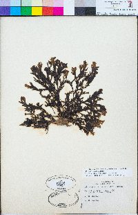 Dictyopteris undulata image