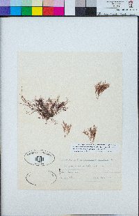 Neosiphonia sertularioides image