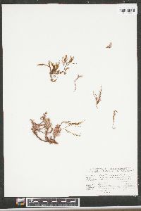Halopteris pseudospicata image