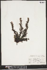 Image of Sargassum agardhianum