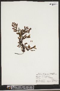 Image of Sargassum echinocarpum