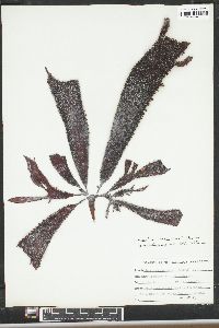 Chondracanthus harveyanus image