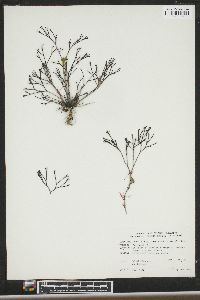 Image of Furcellaria lumbricalis