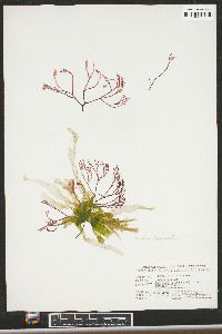 Image of Gracilaria coronopifolia