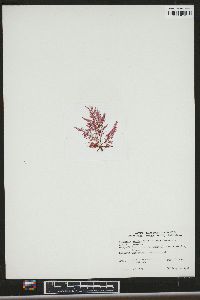Image of Heterosiphonia plumosa