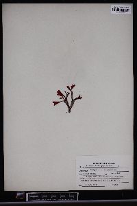 Image of Rhodymenia callophyllidoides
