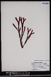 Image of Stenogramma californicum
