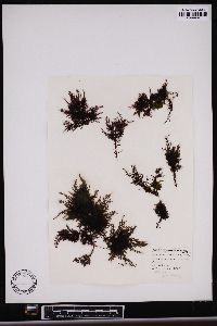 Gelidium purpurascens image