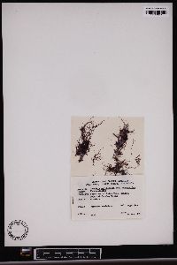 Chondria acrorhizophora image