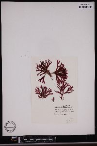 Rhodymenia californica image