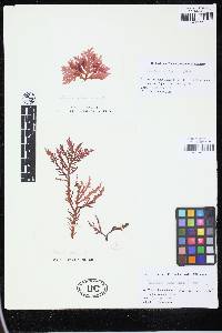 Chondria ryukyuensis image